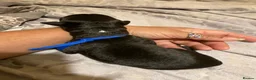 Lurcher dogs for sale: Bedlington Whippet x Greyhound Lurcher Puppies - Advert 14
