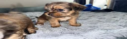 Shorkie dogs for sale: Adorable Yorkshire terrier and Shih Tzu Puppies in Romford - Advert 8