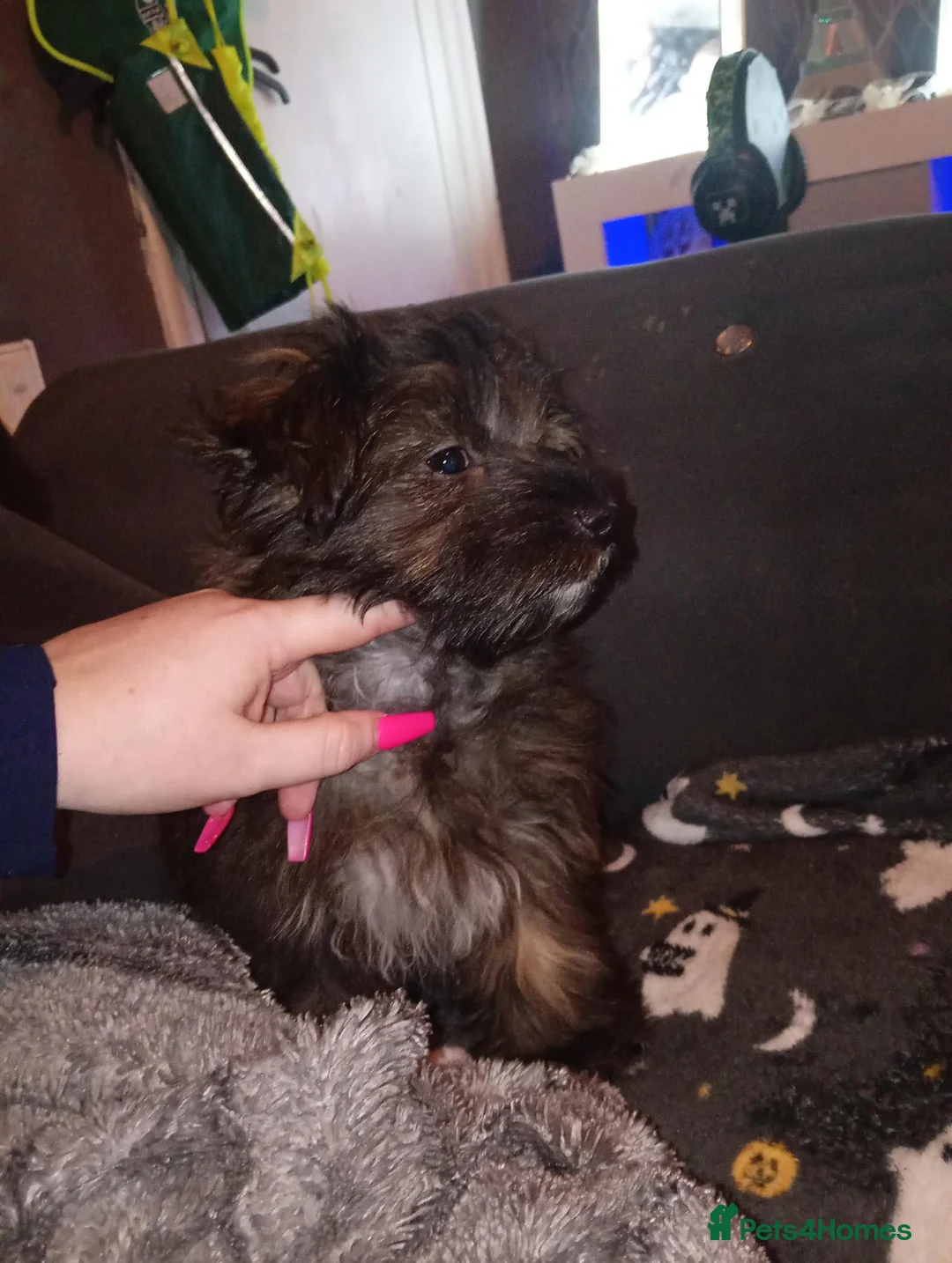 Shorkie dogs for sale: Gorgeous Shorkie girl in Burnley - Advert 3