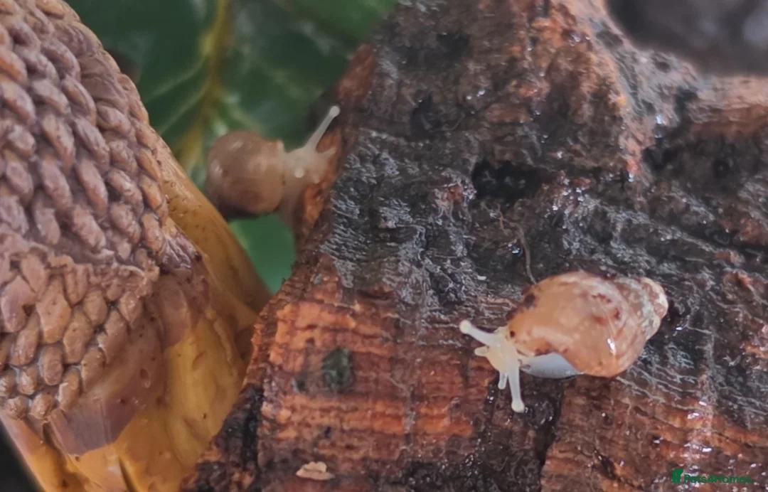 Snails invertebrates for sale: Giant african land snails - Advert 1