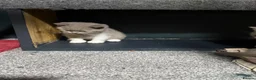 British Shorthair cats for sale: BSH kittens tica reg  - Advert 9