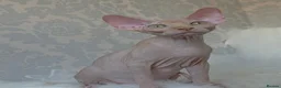 Sphynx cats for sale: 2 Stunning Sphynx Boys – Ready Now 💙 - Advert 21