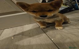 Japanese Shiba Inu dogs for sale: Japanese shiba inu - Image 2