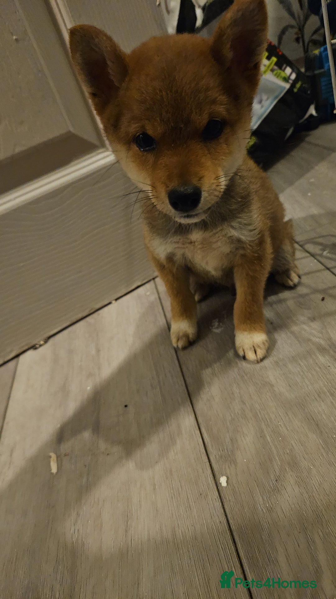 Japanese Shiba Inu dogs for sale: Japanese shiba inu - Image 2