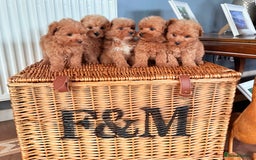 Mixed Breed dogs for sale: STUNNING F1 toy cairn-oodle pups TINY & rare  - Image 5