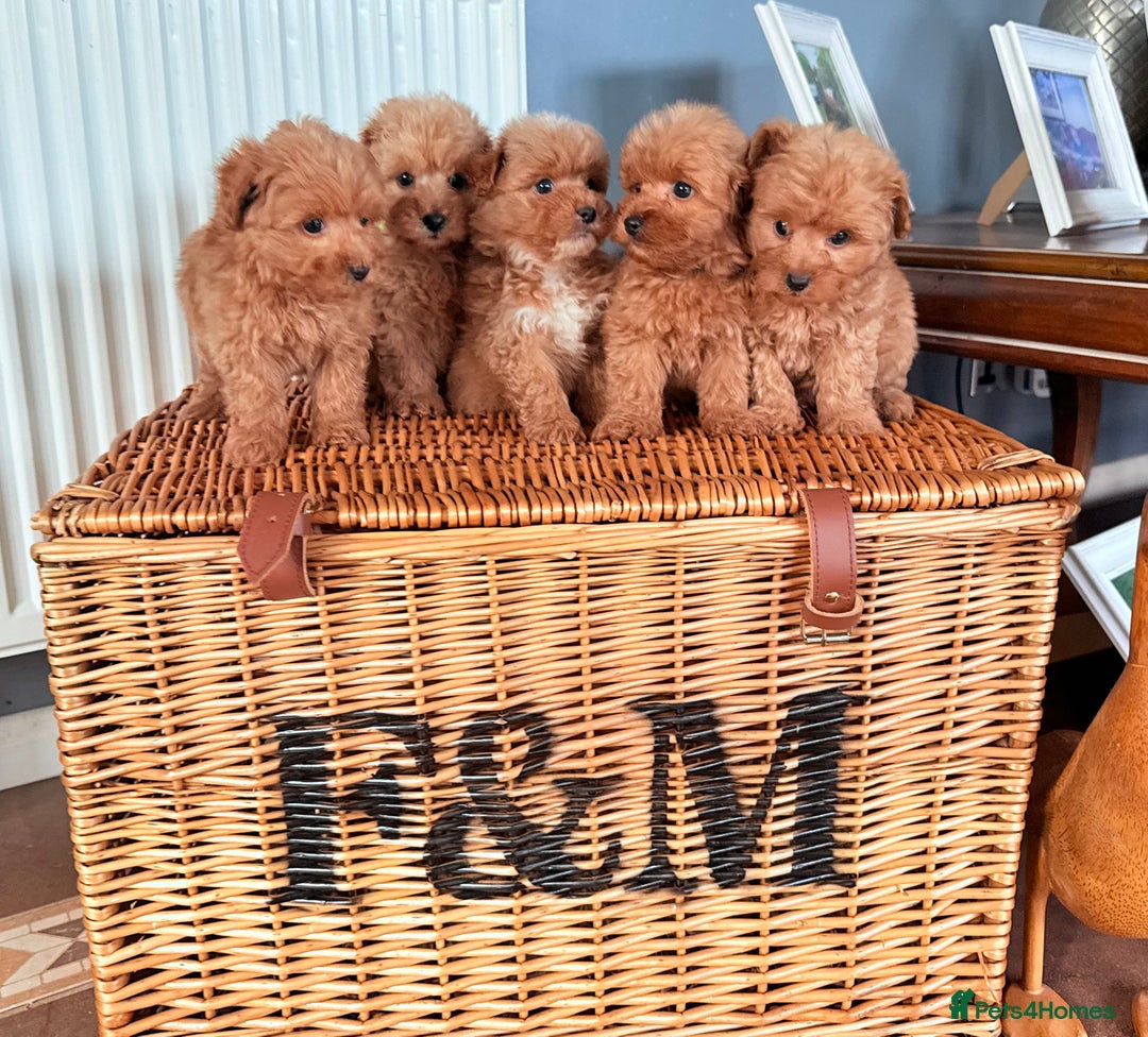 Mixed Breed dogs for sale: STUNNING F1 toy cairn-oodle pups TINY & rare  - Image 5