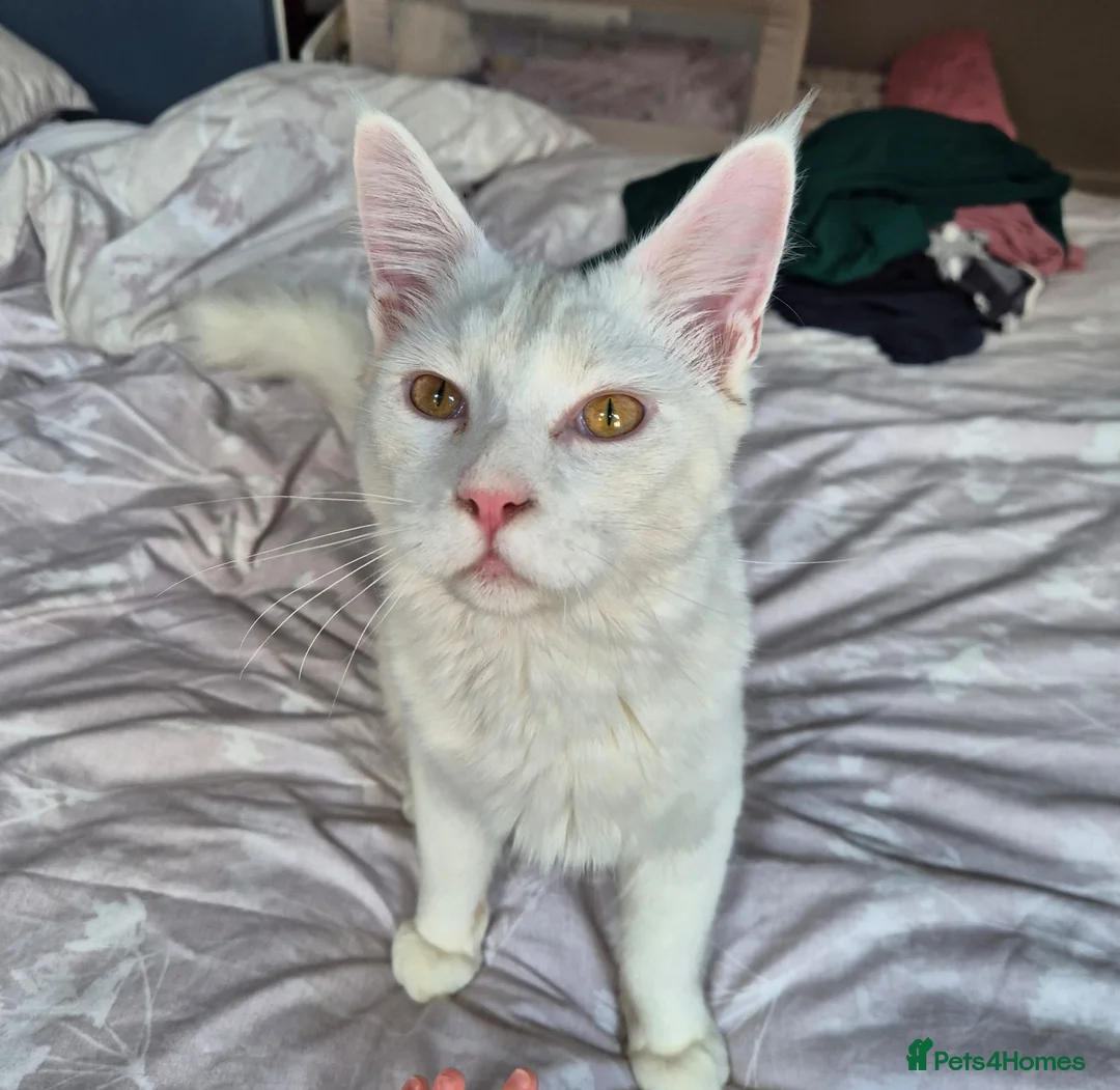 Maine Coon cats for sale: Beautiful male maine coon - Advert 3