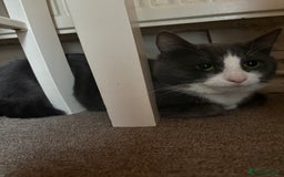 British Shorthair cats for sale: Beautiful grey haired male cat - Image 1