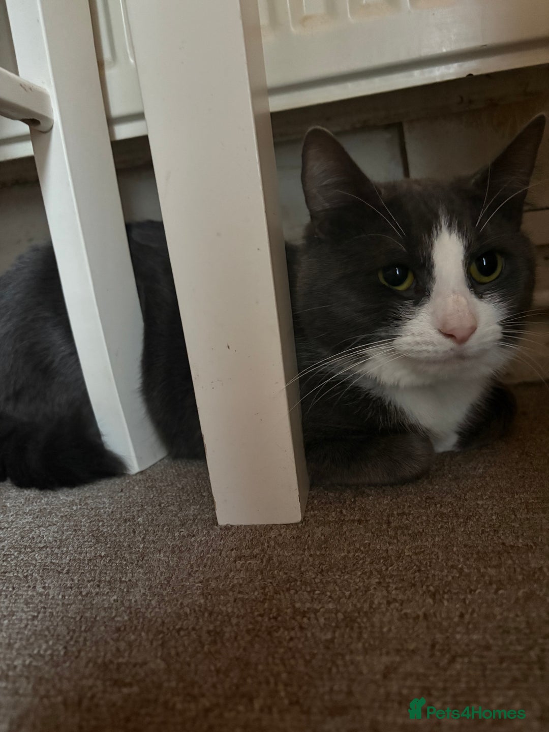 British Shorthair cats for sale: Beautiful grey haired male cat - Image 1