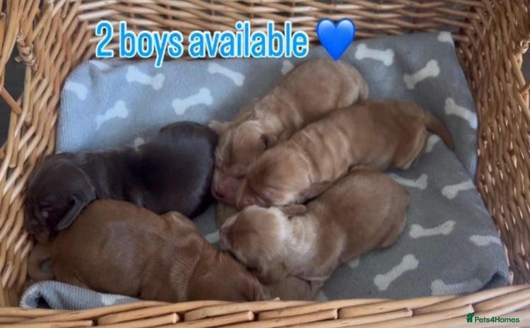 Cocker Spaniel dogs - Advert 1