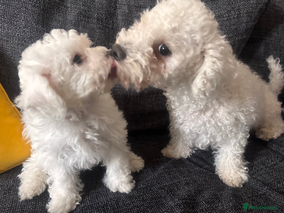 Bichon Frise dogs for sale: Pure Bichon girl puppy for sale in Bromsgrove - Image 4