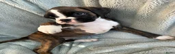 Boxer dogs for sale: KC Registered Boxer Puppies - health tested - Advert 2