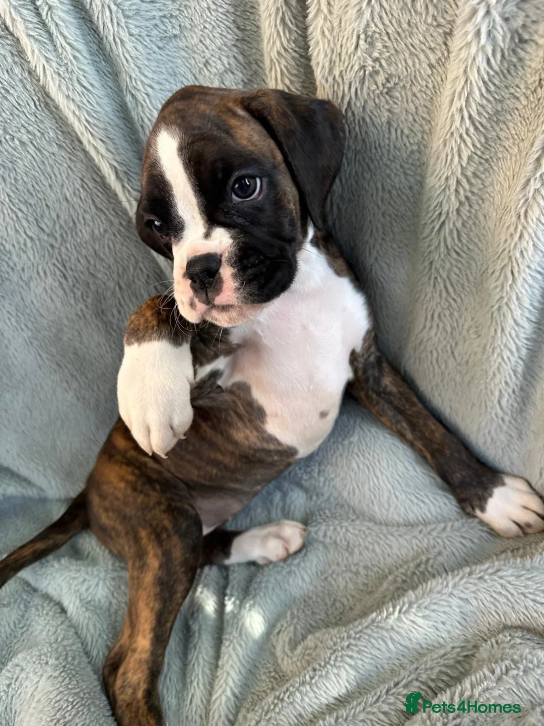 Boxer dogs for sale: KC Registered Boxer Puppies - health tested - Advert 2