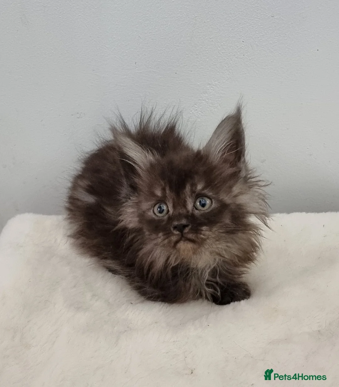 Maine Coon cats for sale: Pedigree Maine Coon Kittens for sale  - Advert 25