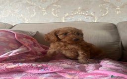 Cockapoo dogs for sale: READY NOW red cockapoos  - Image 8