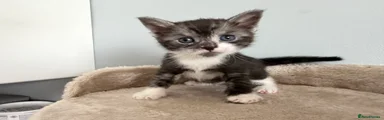 British Shorthair Kitten 4