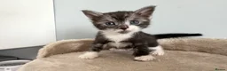 British Shorthair cats for sale: Pedigree British Shorthair Kittens – Ready May - Advert 8