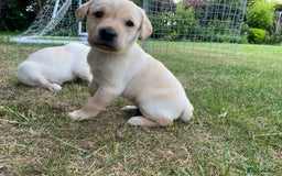 Labrador Retriever dogs for sale: Pedigree Labrador Puppies For Sale - Image 2