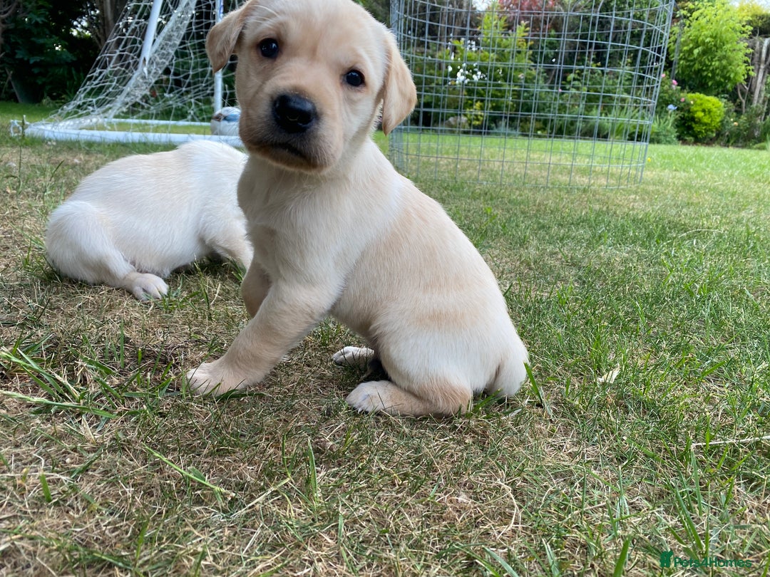 Labrador Retriever dogs for sale: Pedigree Labrador Puppies For Sale - Image 2