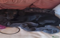 Mixed Breed dogs for sale: Teddy 8 Month Old Dachshund Cross Labrador - Image 1