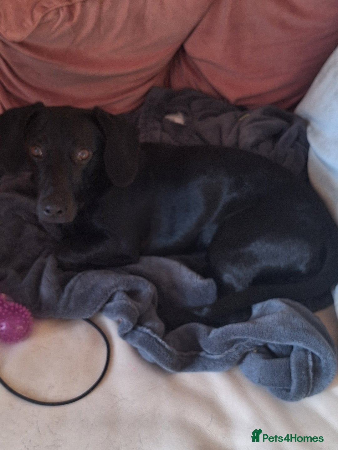 Mixed Breed dogs for sale: Teddy 8 Month Old Dachshund Cross Labrador - Image 1
