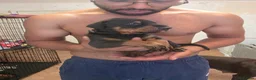 Dobermann dogs for sale: Pedigree Chunky Doberman Puppies - Advert 9
