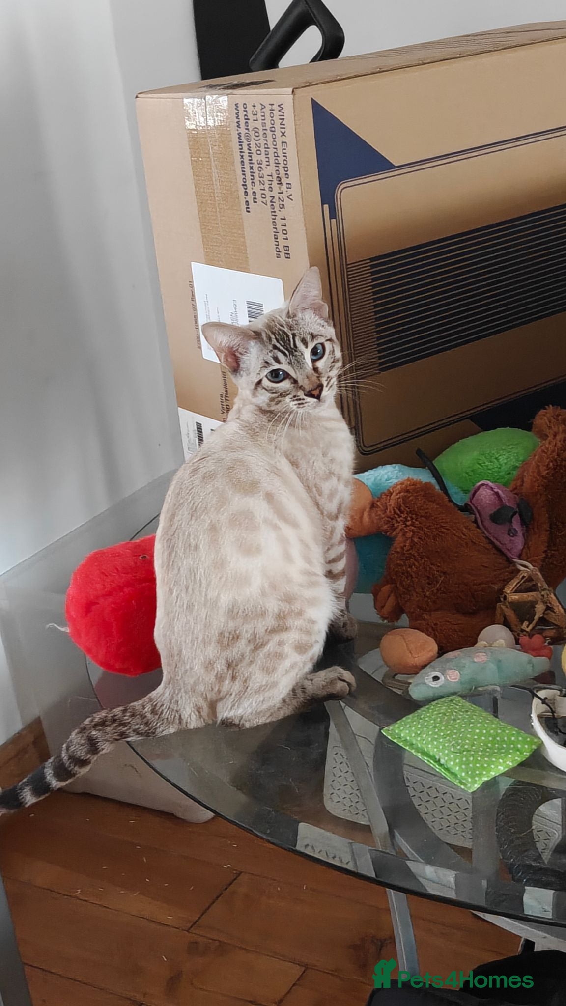 Bengal cats Gorgeous snow Bengal boy - Advert 7