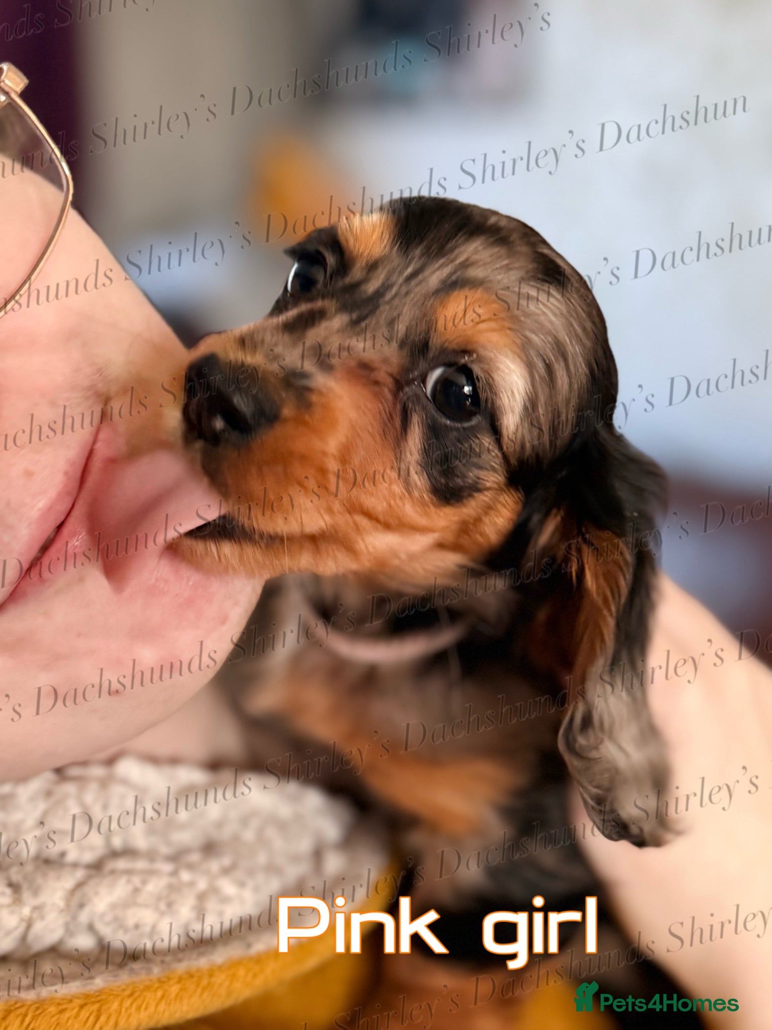 Miniature Dachshund dogs Ready to leave now. Silver Dapple Longhaired Minis - Advert 4