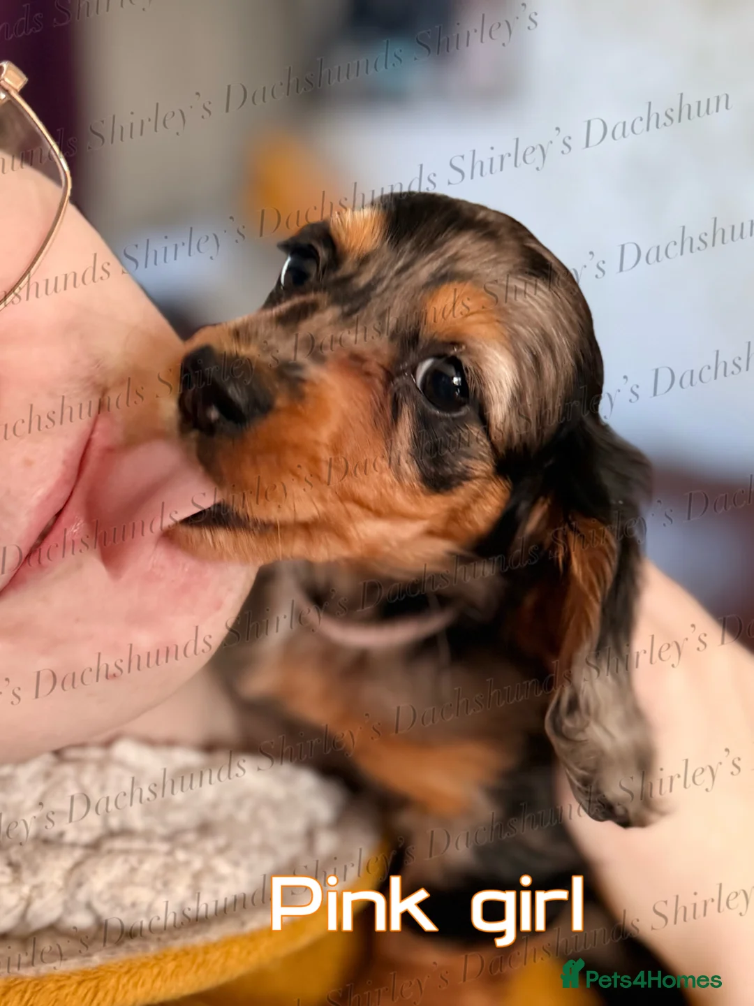 Miniature Dachshund dogs for sale: Ready to leave now. Silver Dapple Longhaired Minis - Advert 2