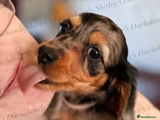 Miniature Dachshund dogs Ready to leave now. Silver Dapple Longhaired Minis - Advert 4