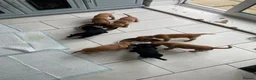 Cockerdor dogs for sale: Gorgeous cockerdor puppies  in Bridlington - Advert 12