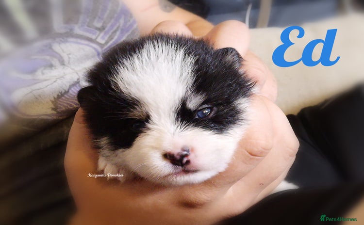 Pomsky dogs - Advert 1