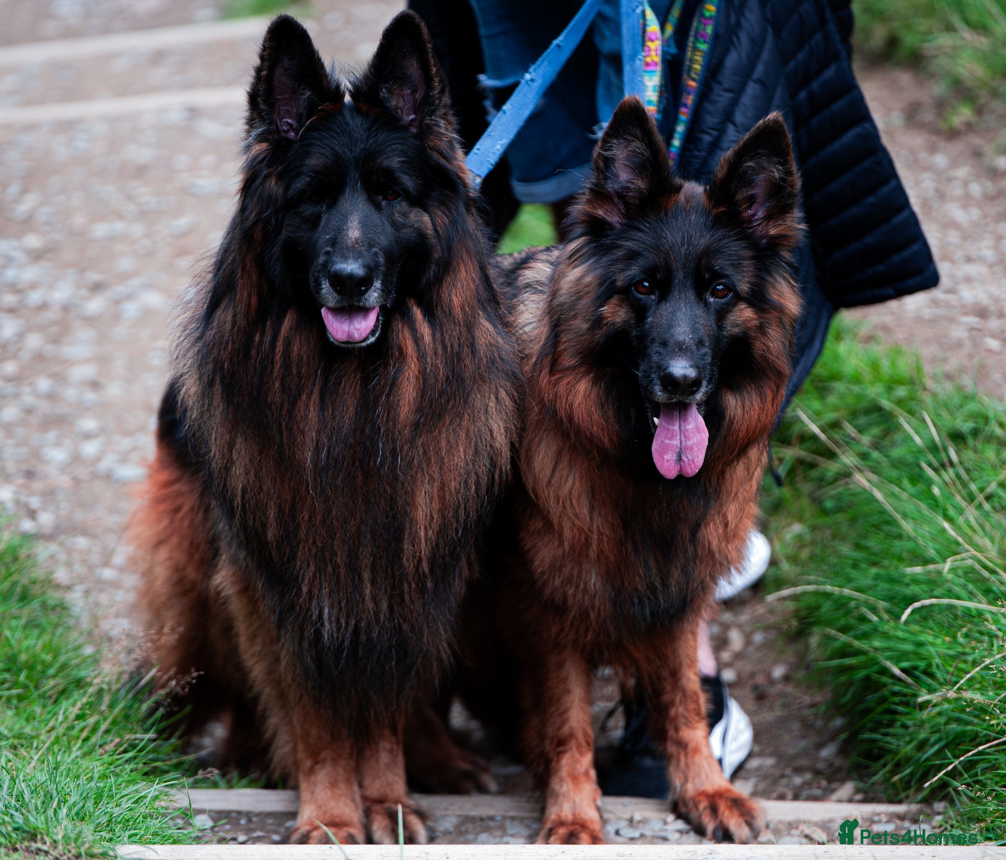 German Shepherd dogs for sale: ❤️🐾 Beautiful Long-Haired GSD Puppies🐾❤️ - Advert 4