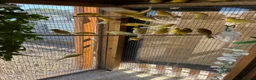 Canaries birds for sale: Raza Espanola Canaries in Newcastle upon Tyne - Advert 6