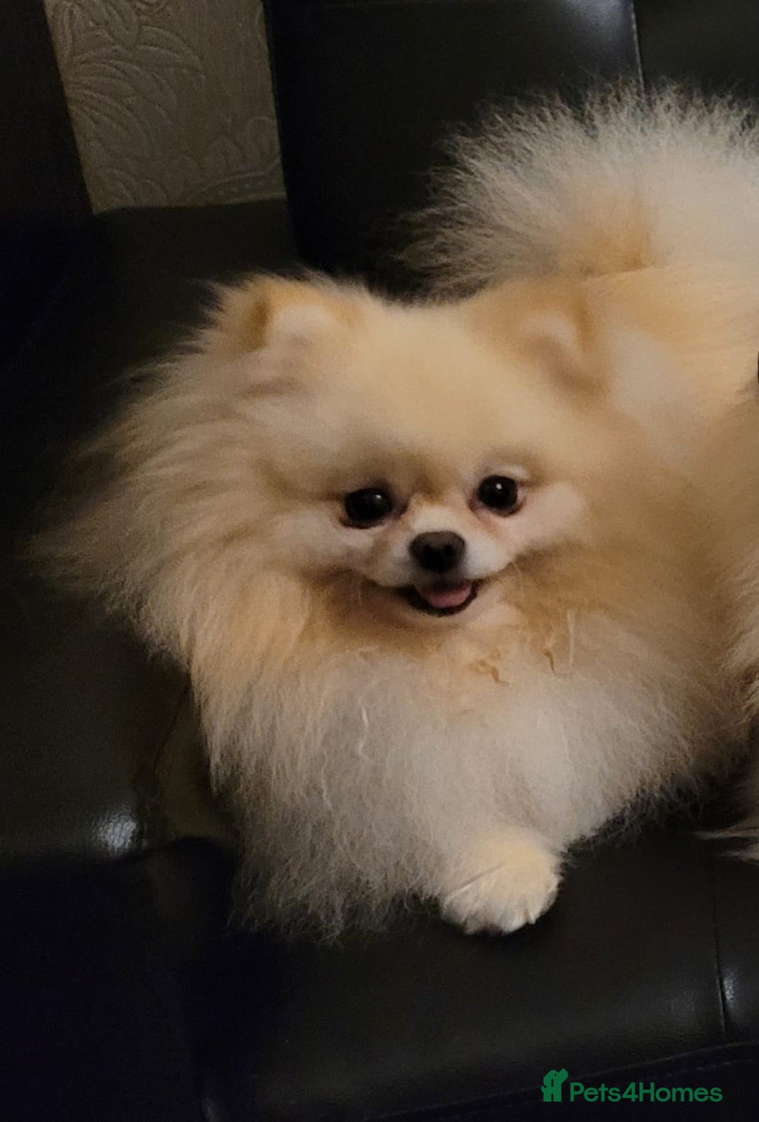 Pomeranian dogs for sale: XXS🐶KC REG🐾Pomeranian Puppies for sale🐶 in Brentwood - Image 26
