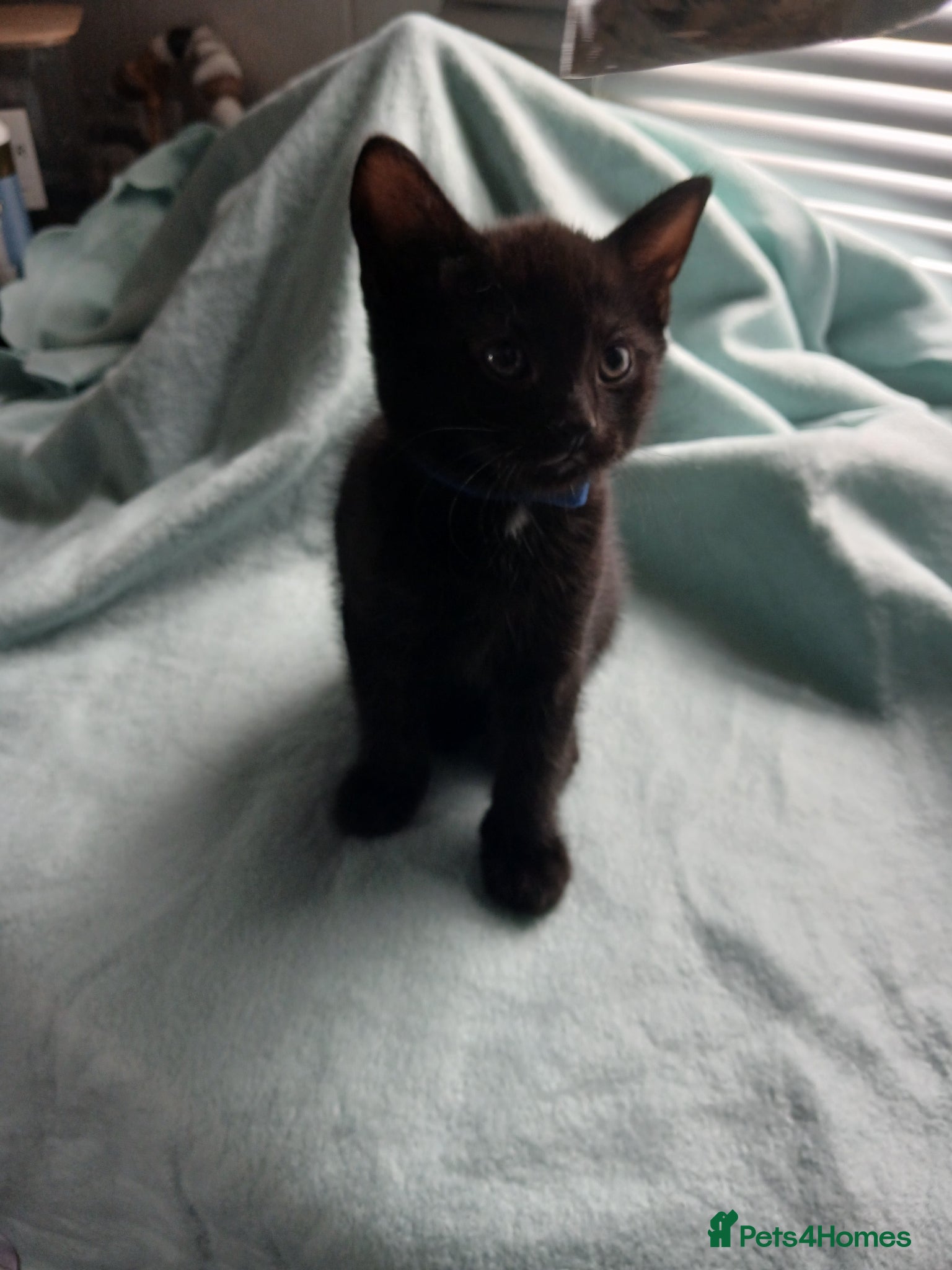 Mixed Breed cats for sale: 4 boys - Advert 4