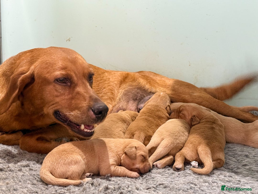 Goldador dogs for sale: Stunning Goldador Puppy’s DNA Clear KC Parents - Image 10