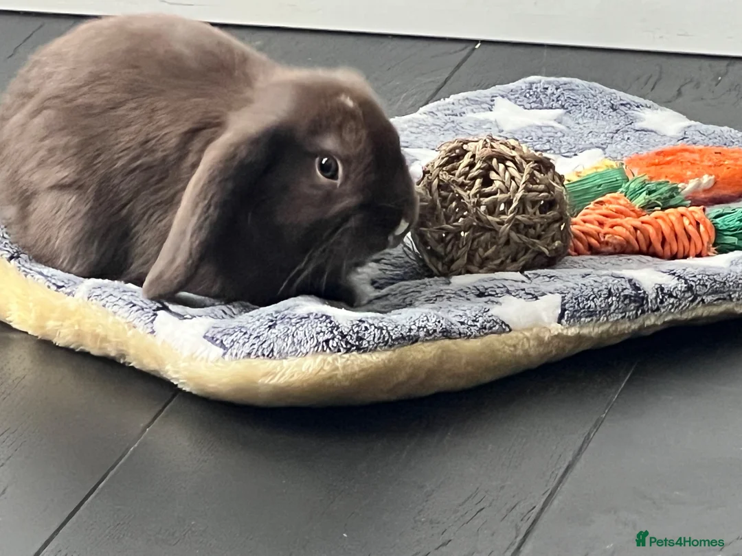Mini Lop rabbits for sale: 🐰 Indoor Raised Mini Lop 🐰 - Advert 2