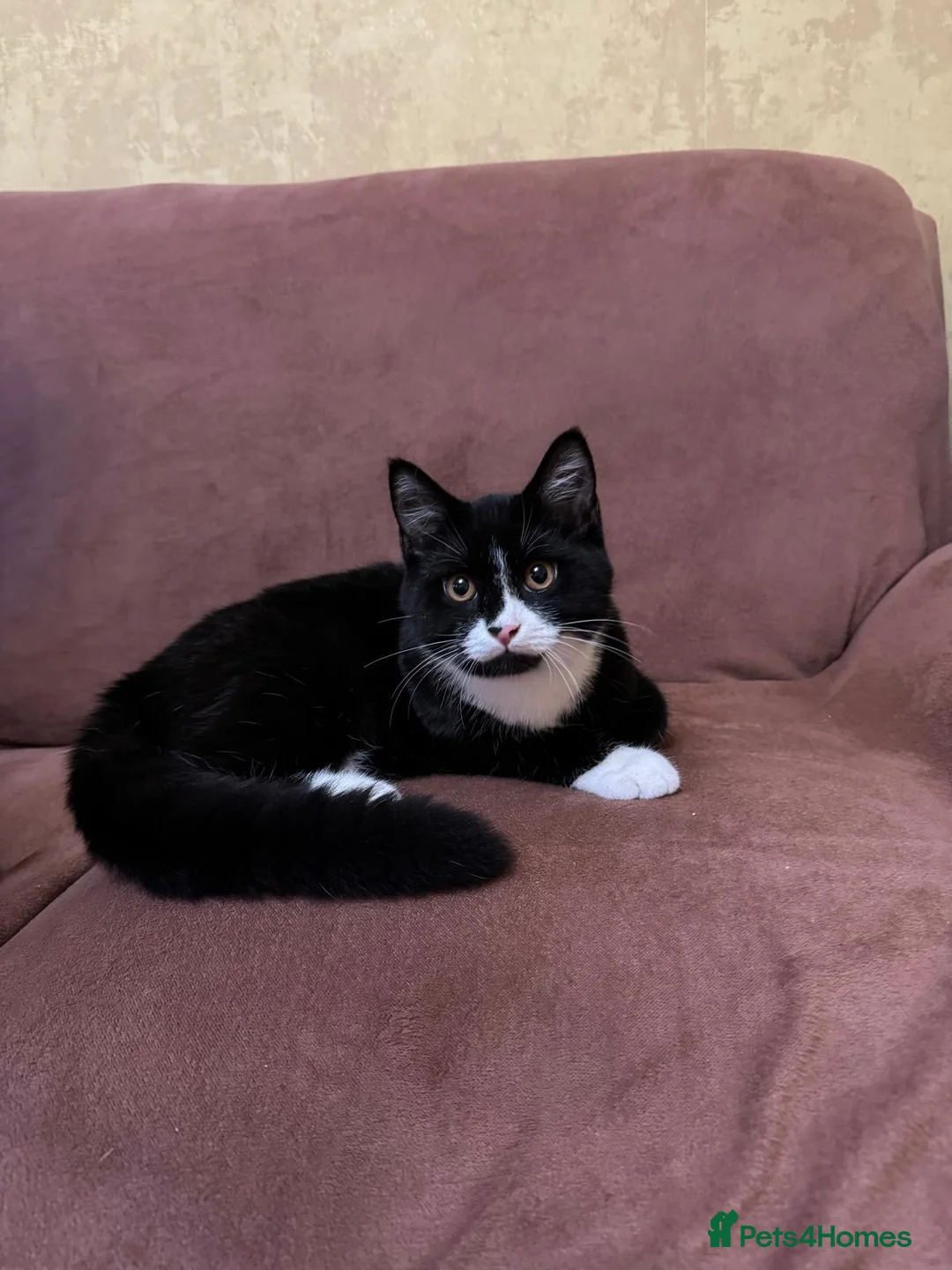 British Shorthair cats for sale: PURE BSH Girl and BSH mix adorable boys - Advert 2