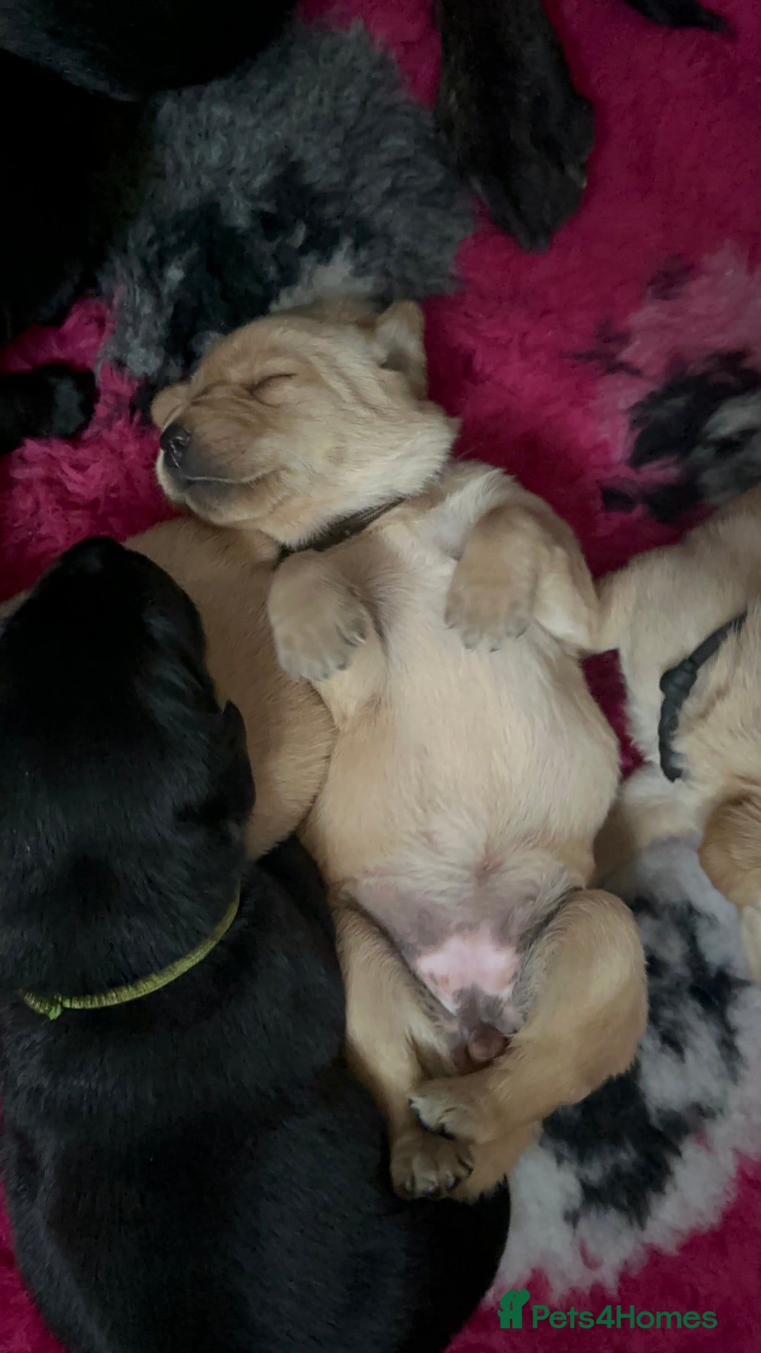 Labrador Retriever dogs for sale: Stunning KC Registered FoxRed/Black Labrador Pups  - Image 34