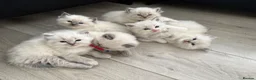 Ragdoll cats for sale: 6 ragdoll kittens  - Advert 6