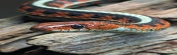 Garter Snake reptiles for sale: 2 Garter snakes, inc. terrarium and heat lamp - Advert 4