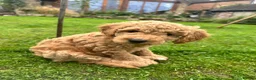 Mini Goldendoodle dogs for sale: Home bred miniature Goldendoodles - Advert 2