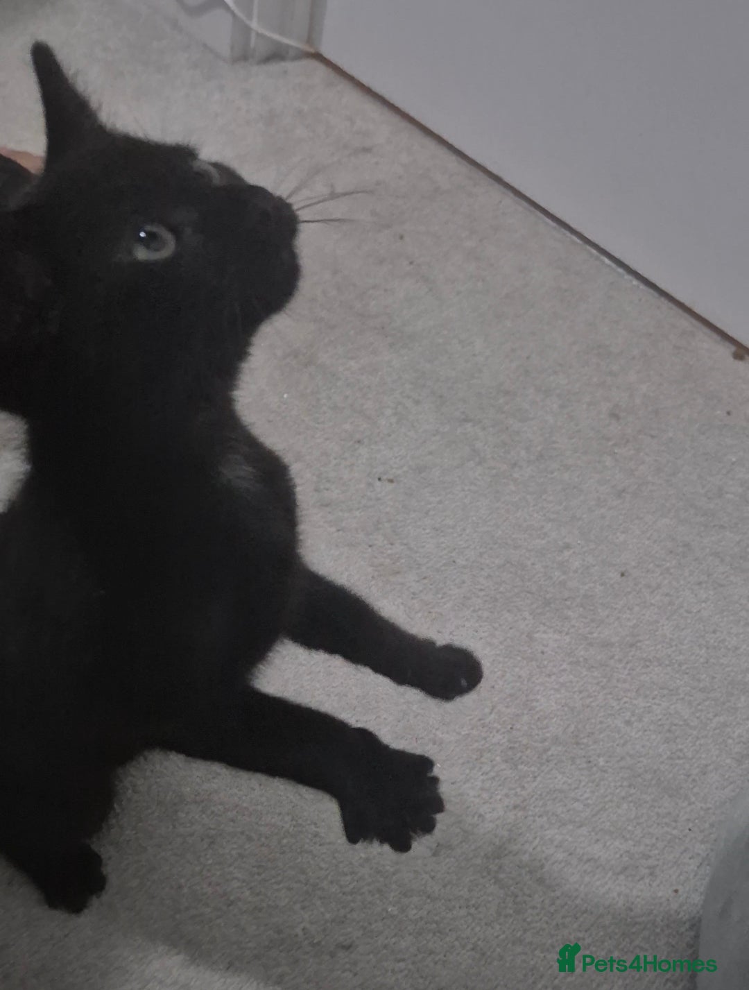 Mixed Breed cats Sweet little boy needing a new home - Advert 16