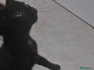 Mixed Breed cats Sweet little boy needing a new home - Advert 16