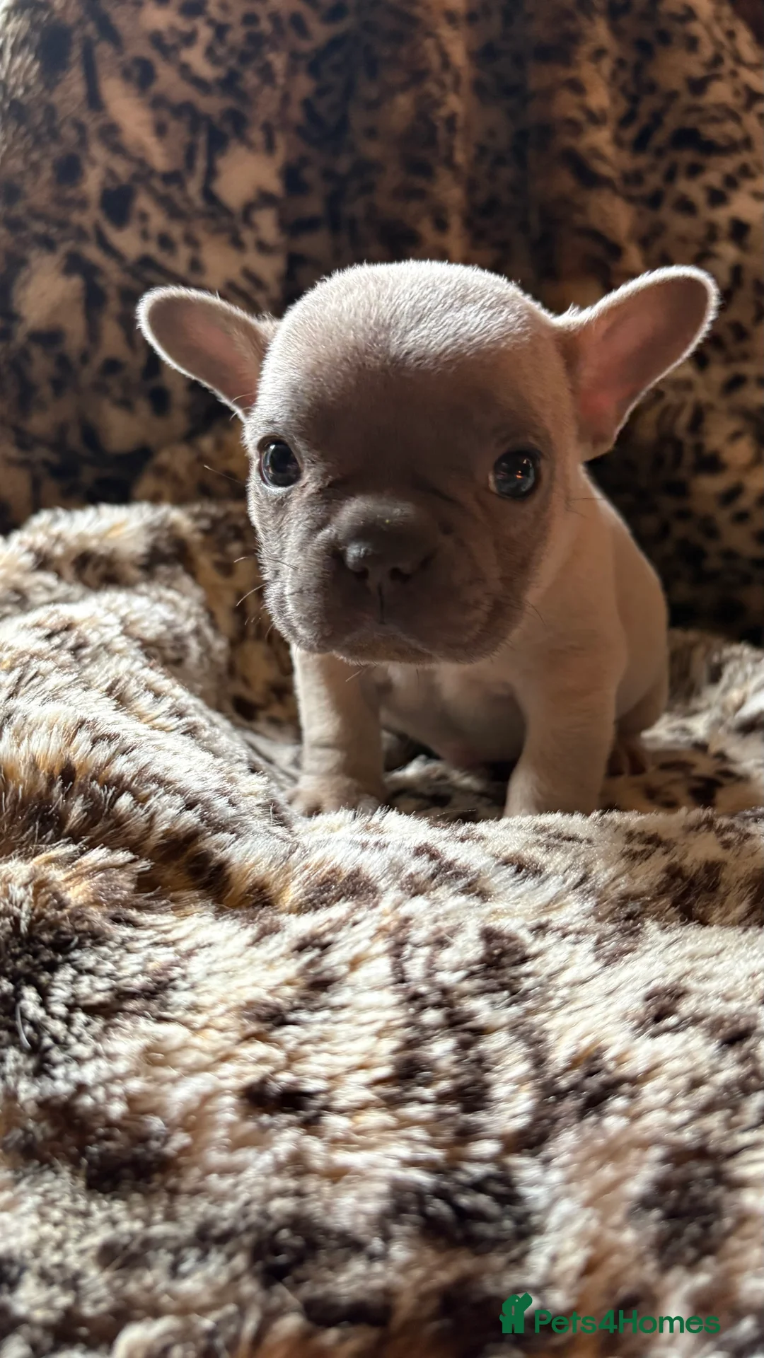 French Bulldog dogs for sale: French bull dog puppies - Advert 11