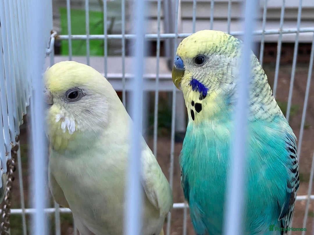 Budgerigars birds for sale: Young budgies for sale in Norbury - Image 11