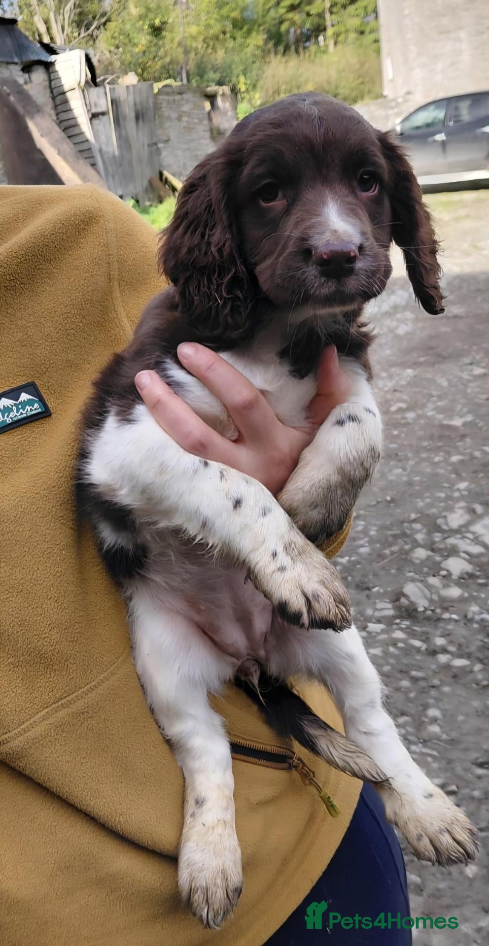English Springer Spaniel dogs Springer spaniel bitch - Advert 1