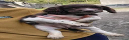 English Springer Spaniel dogs for sale: Springer spaniel bitch - Advert 1