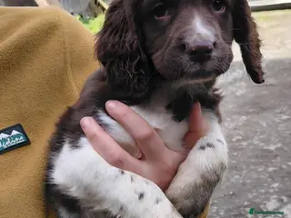 English Springer Spaniel dogs Springer spaniel pup - Advert 11